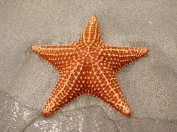 starfish